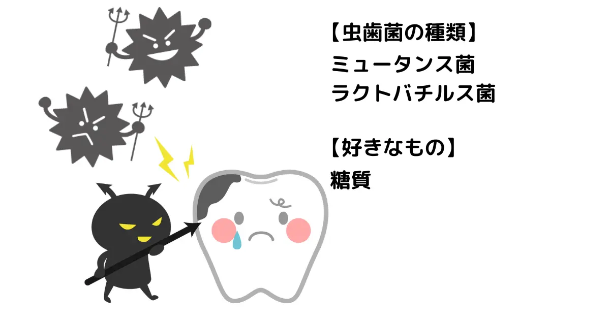 ミュータンス菌 ラクトバチルス菌